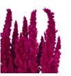 Amaranthus seco fucsia - AMASECFUC1