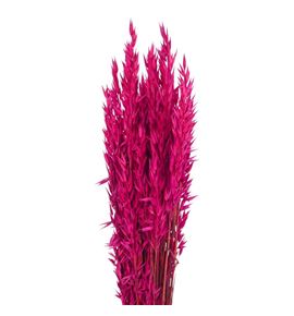 Avena seca sugar pink - AVESECSUGPIN