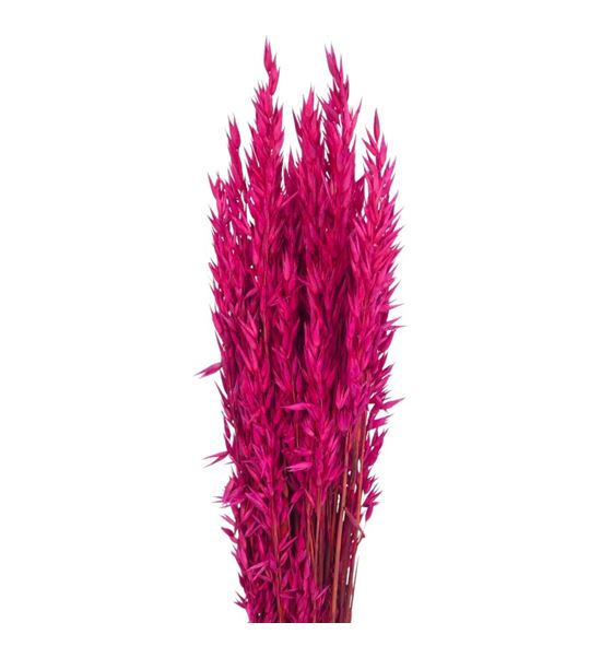 Avena seca sugar pink - AVESECSUGPIN