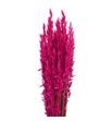 Avena seca sugar pink - AVESECSUGPIN