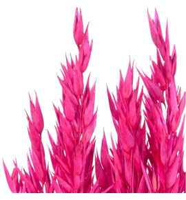 Avena seca sugar pink - AVESECSUGPIN