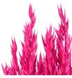 Avena seca sugar pink - AVESECSUGPIN1