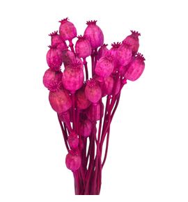 Papaver seco fucsia - PAPSECFUC