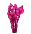 Papaver seco fucsia - PAPSECFUC