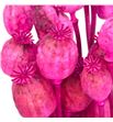 Papaver seco fucsia - PAPSECFUC1