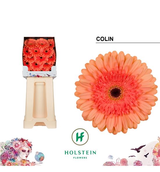 Gerbera colin 50 x15 - GERCOLI5015