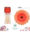 Gerbera colin 50 x15 - GERCOLI5015