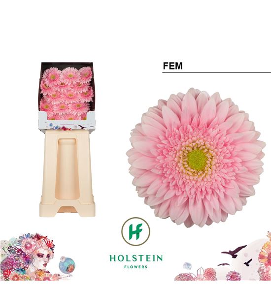 Gerbera fem 50 x15 - GERFEM5015