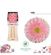 Gerbera fem 50 x15 - GERFEM5015