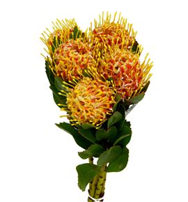 Nutan veldfire x5 50 - NUTVEL