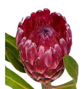 Protea lancelot 70 - PROLAN