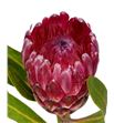 Protea lancelot 70 - PROLAN1