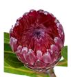 Protea lancelot 70 - PROLAN2