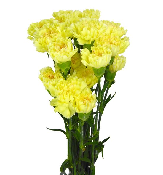Clavel select amarillo x25 - CLACOLAMA