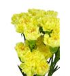 Clavel select amarillo x25 - CLACOLAMA1