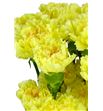 Clavel select amarillo x25 - CLACOLAMA2