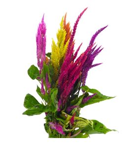 Celosia plumosa mixta 60 - CELPLUMIX