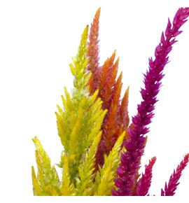Celosia plumosa mixta 60 - CELPLUMIX