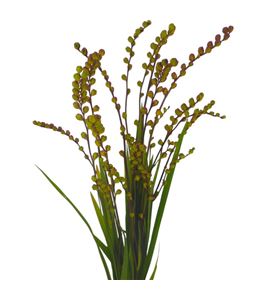 Crocosmia met bes 80 - CROMETBES
