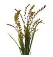 Crocosmia met bes 80 - CROMETBES