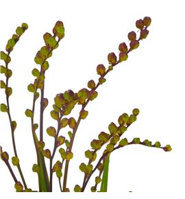 Crocosmia met bes 80 - CROMETBES
