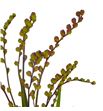 Crocosmia met bes 80 - CROMETBES1