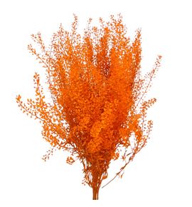 Lepidium teñido naranja 80 - LEPTENNAR
