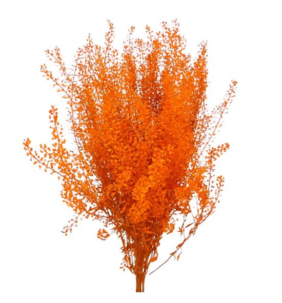 Lepidium teñido naranja 80 - LEPTENNAR