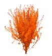 Lepidium teñido naranja 80 - LEPTENNAR