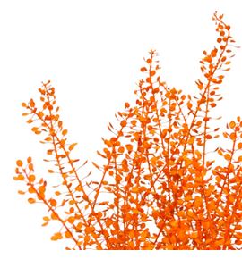Lepidium teñido naranja 80 - LEPTENNAR