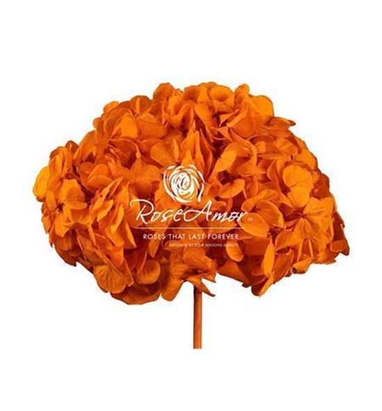 Hortensia preservada orange 02 - HYDPREORA02