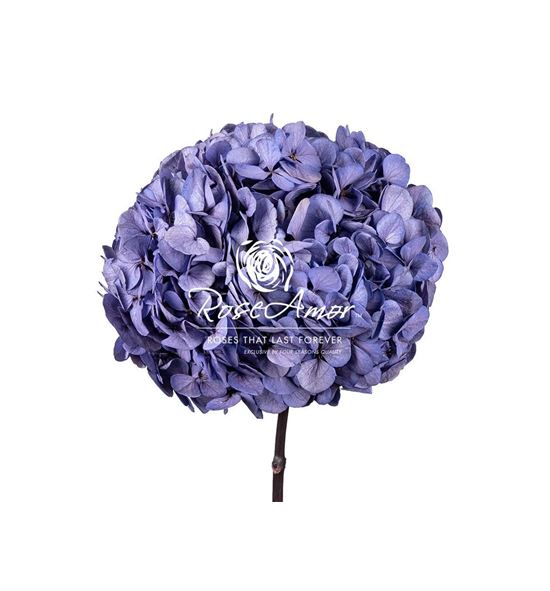 Hydrangea preservada vio 04 - HYDPREVIO04