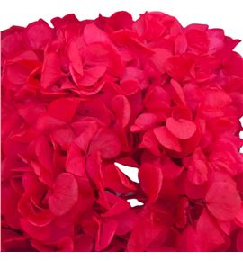 Hortensia preservada granate caja - HORPREGRACAJ
