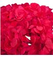 Hortensia preservada granate caja - HORPREGRACAJ1