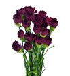 Clavel standar granate x25 - CLACOLGRA