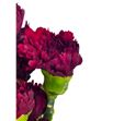 Clavel standar granate x25 - CLACOLGRA2