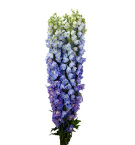 Delphinium triton lavander 80 - DELGUALAV