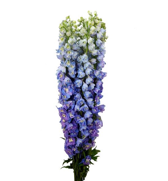 Delphinium triton lavander 80 - DELGUALAV