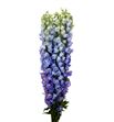 Delphinium triton lavander 80 - DELGUALAV