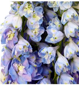 Delphinium triton lavander 80 - DELGUALAV