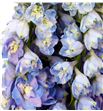 Delphinium triton lavander 80 - DELGUALAV1