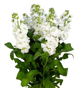 Matthiola impala white 60 - MATAIDWHI