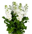 Matthiola impala white 60 - MATAIDWHI
