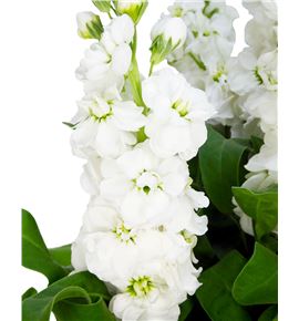 Matthiola impala white 60 - MATAIDWHI