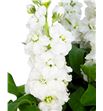 Matthiola impala white 60 - MATAIDWHI1