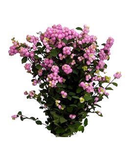 Sympho magical pink elegance 50 - SYMMAGPINELE