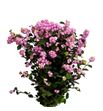 Sympho magical pink elegance 50 - SYMMAGPINELE