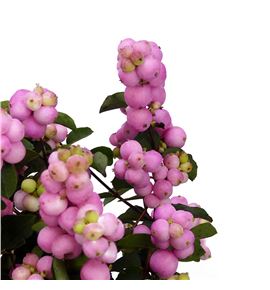 Sympho magical pink elegance 50 - SYMMAGPINELE