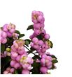Sympho magical pink elegance 50 - SYMMAGPINELE1