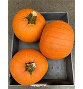 Calabaza maxima x3 - CALNARXL
